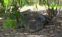 Crocodile de 5 m
