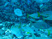 Dans les canyons de corail