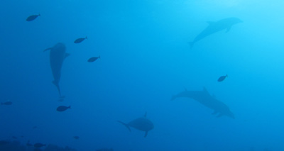 Dauphins, Rangiroa
