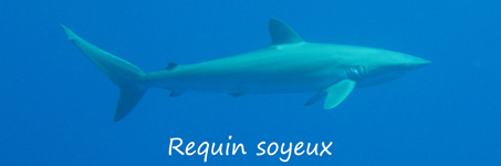 Requin soyeux