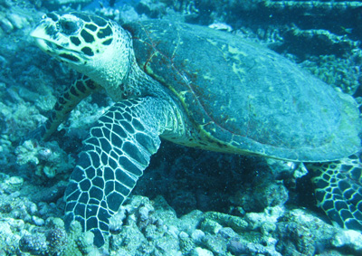Tortue, restée avec nous tout au long de la plongée