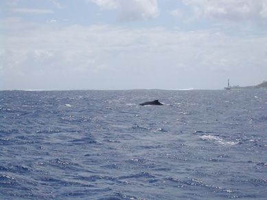 Baleines