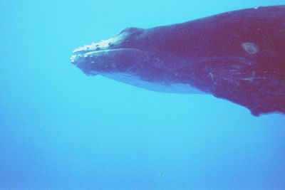 Baleines