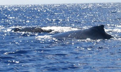 Groupe de baleines