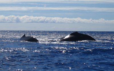 Groupe de baleines bis