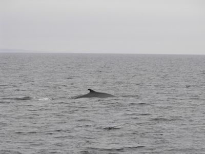 Petit rorqual