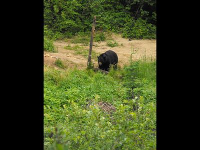 Un ours noir !