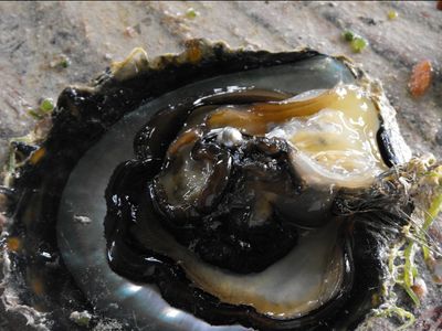 L’huître et sa perle