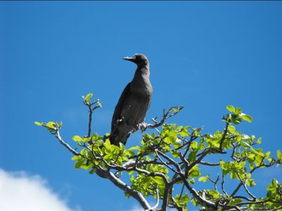 Majestueux