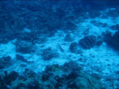 Requins pointe blanche faisant la sieste
