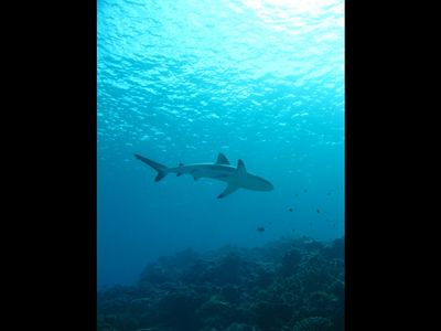 Requin gris