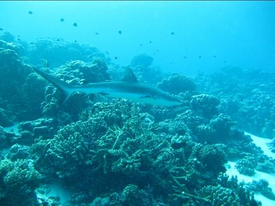 Un autre requin gris