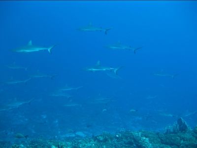 Autoroute de requins gris