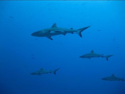 Requins gris
