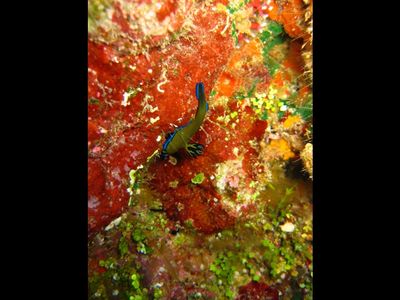 Nudibranche