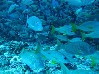 Un vrai aquarium !