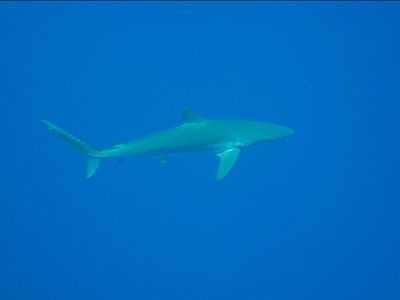 Requin soyeux