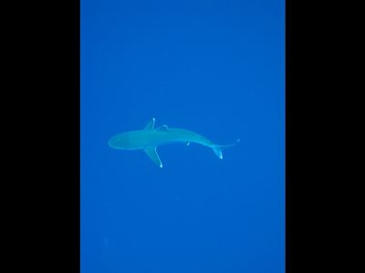 Requin du récif à pointes blanches
