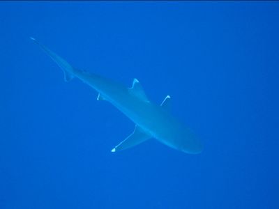 Ou tapete en tahitien