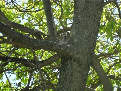 Bébé oiseau