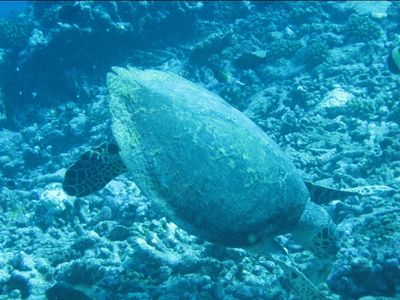 Caroline, la tortue