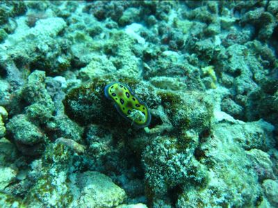 Un autre nudibranche
