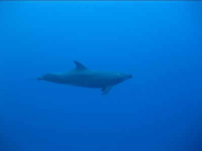 Dauphin en approche !