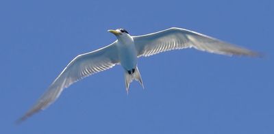 La mouette rieuse 2