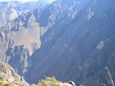 Canyon du Colca avec un condor