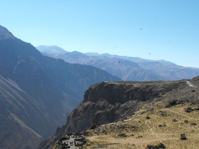 Plein de condors !