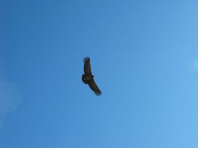 El Condor Pasa