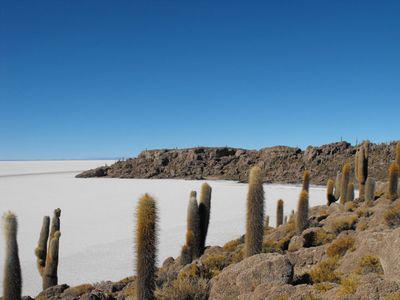 L'île aux cactus
