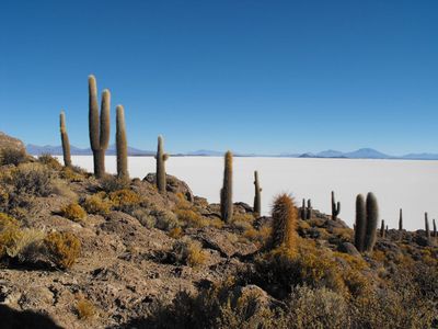 Dans la vie, il y a que des cactus...