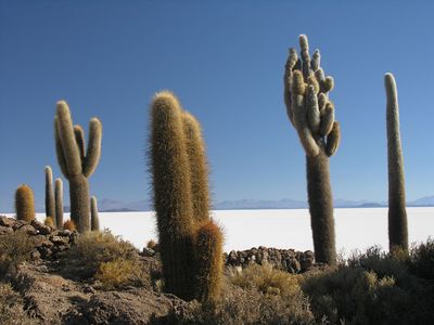 Dans leurs cactus, il y a des cactus...