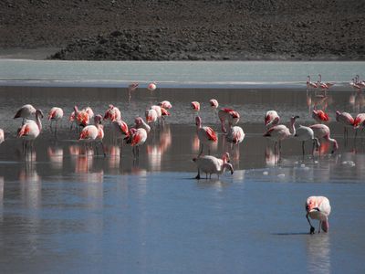Flamants Roses