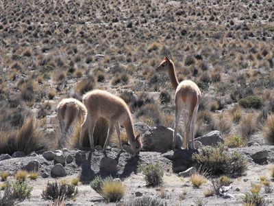 Les vigognes vivent au dessus de 4000 m