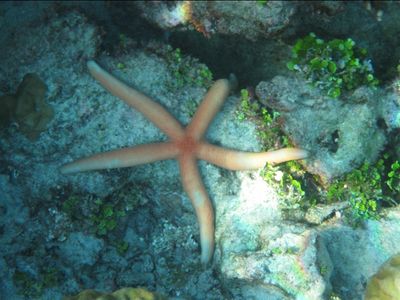 Etoile de mer