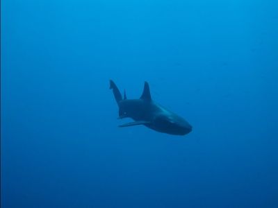 Requin pointe blanche