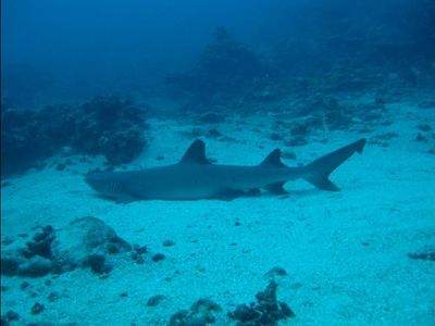 Requin pointe blanche qui fait la sieste