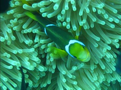 Nemo