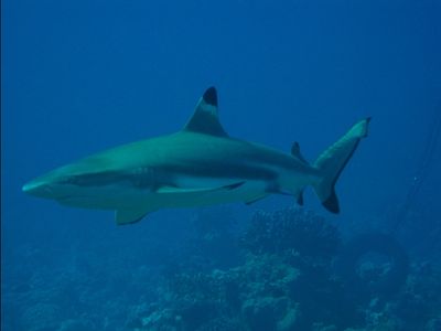 Requin pointe noire