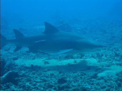 Le requin citron !