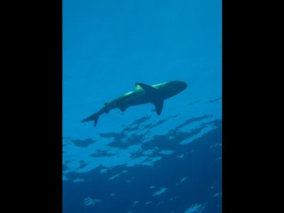 Requin pointe noire