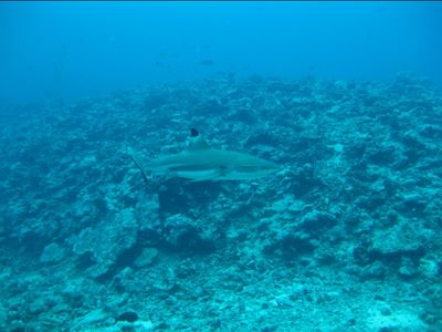 Requin pointe noire 2