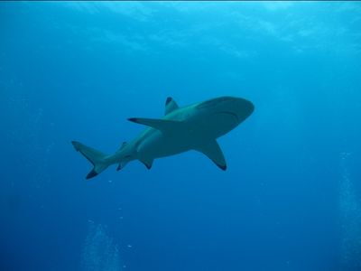 Requin pointe noire 3