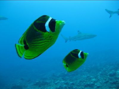 Poissons