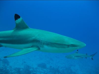 Requin pointe noire 4