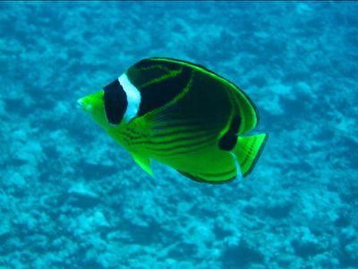 Poisson