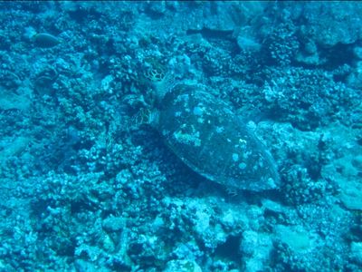 Une tortue