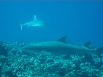 Requin citron parmis les requins gris